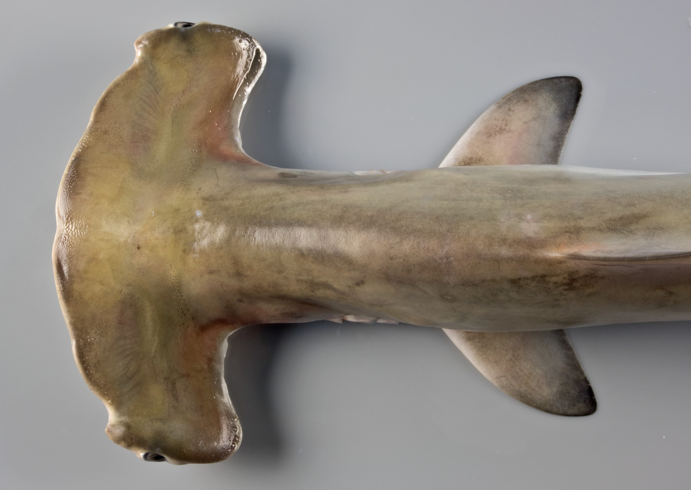 Sphyrna lewini, male, 63 cm TL, head close-up, Saudi Arabia: Jizan; S.V. Bogorodsky